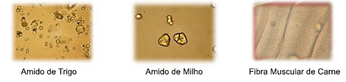 microscopia02